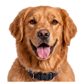 Ginger, Anna's Golden Retriever
