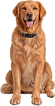 Ginger, our Chief Happiness Officer
